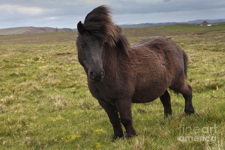 Horse Photograph - Shetland Pony by Thomas Hanahoe