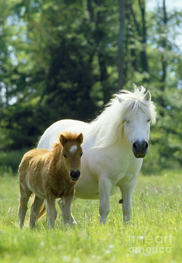 Shetland Pony With Foal Photograph by Jean-Paul Ferrero