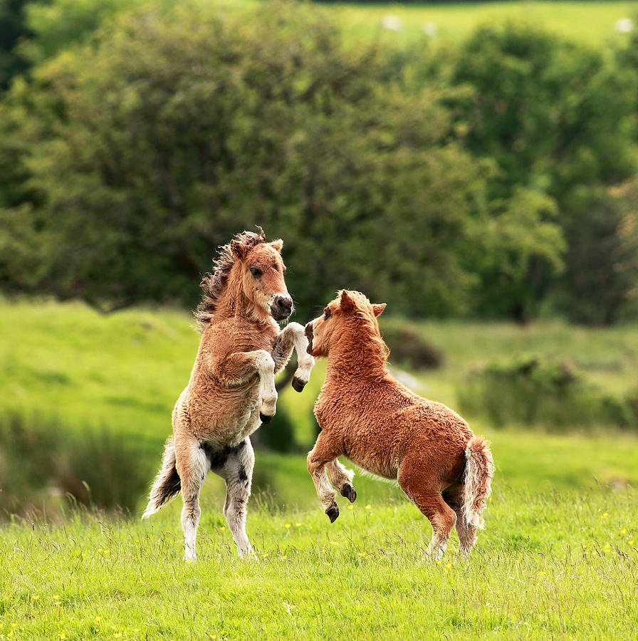 Shetland Ponys Photograph by Grant Glendinning