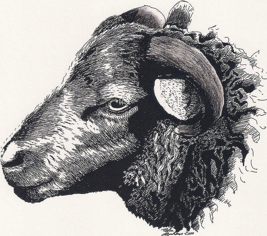 Shetland Ram Drawing by Petra Stephens