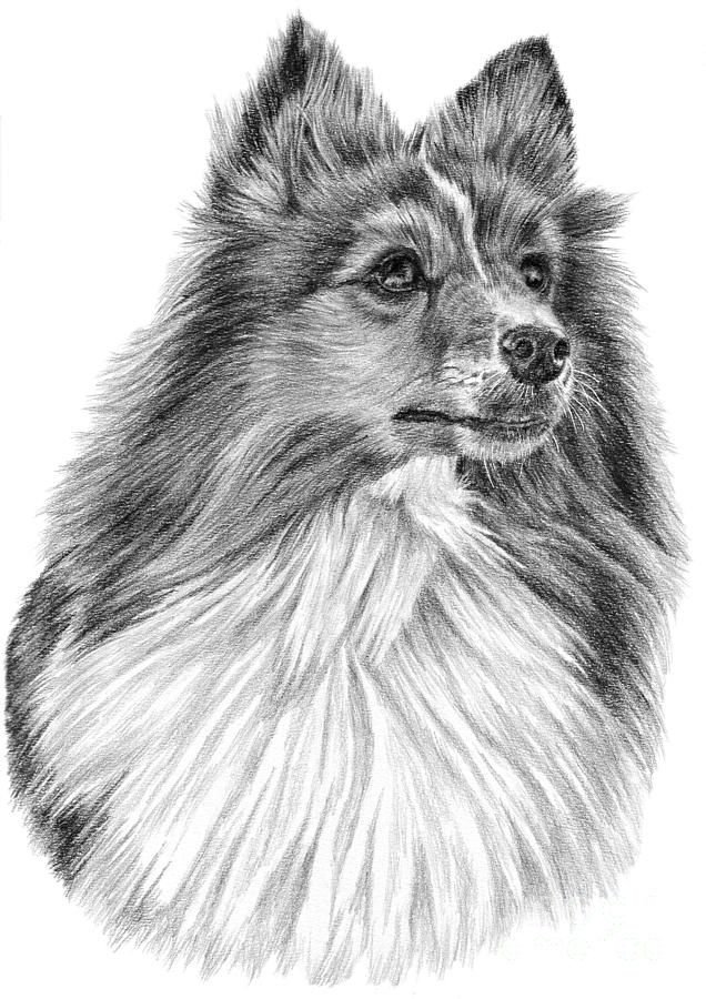 Shetland Sheepdog Drawing by Pencil Paws