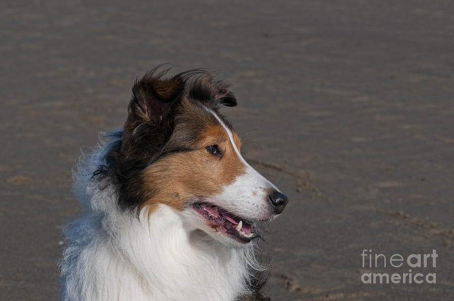 Nature Photograph - Shetland Sheepdog On Beach by William H. Mullins