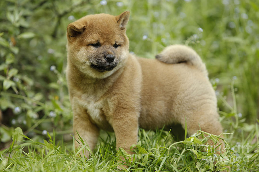 Shiba Inu Puppy Dog Photograph by Jean-Michel Labat - Pixels