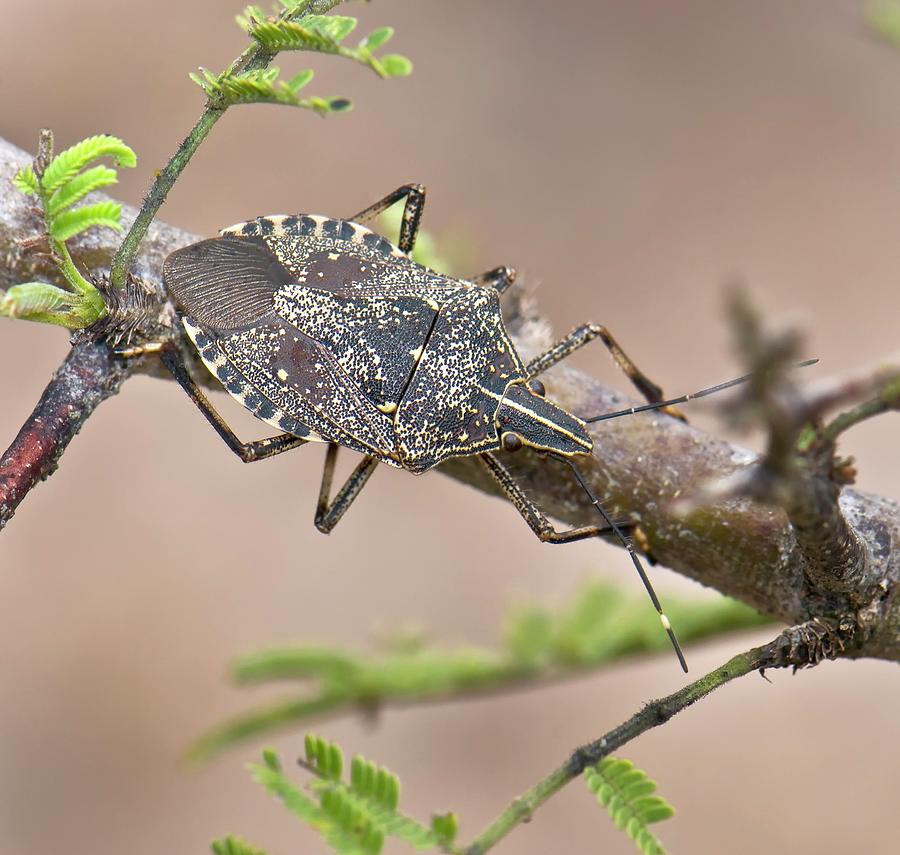Animal Photograph - Shield Bug (erthesina Fullo) by K Jayaram