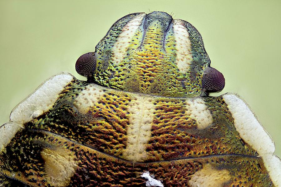 Animal Photograph - Shield Bug Head by Nicolas Reusens