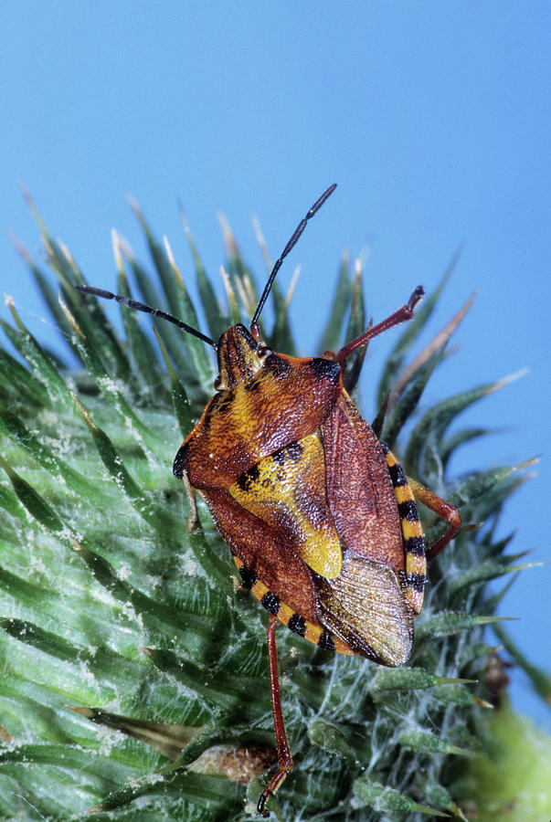 Wildlife Photograph - Shield Bug by M F Merlet/science Photo Library