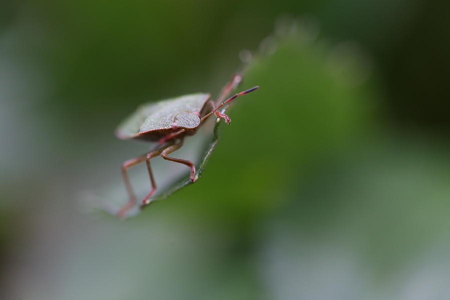 Nature Photograph - Shield Bug by Mark Severn