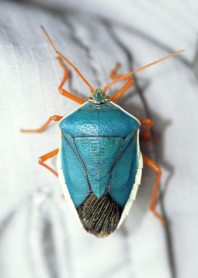 Wildlife Photograph - Shield Bug by Sinclair Stammers/science Photo Library