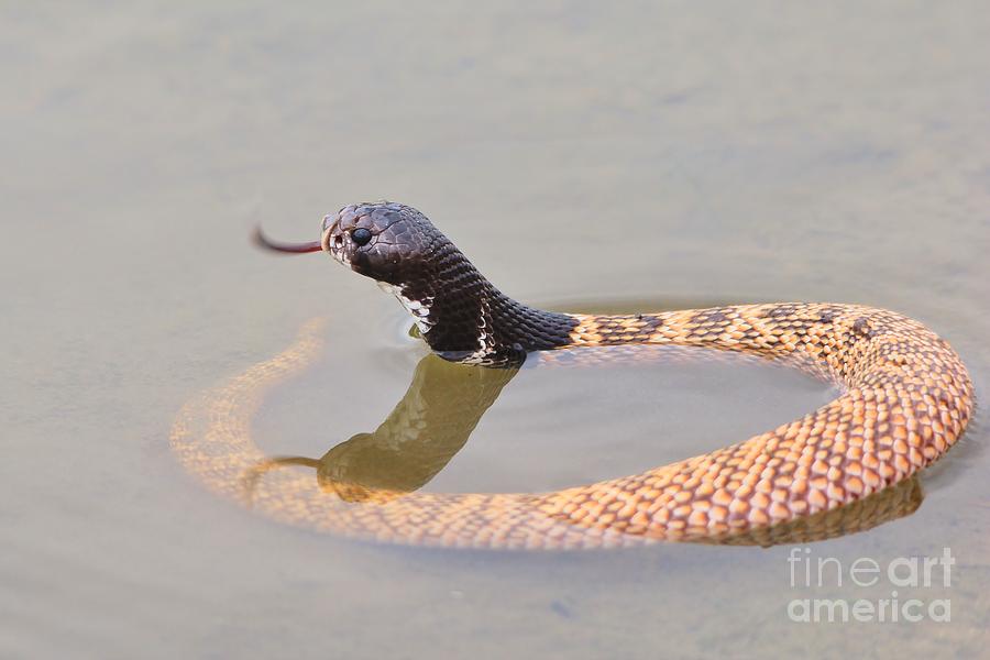 Shield Nose Snake - Rare And Deadly Photograph