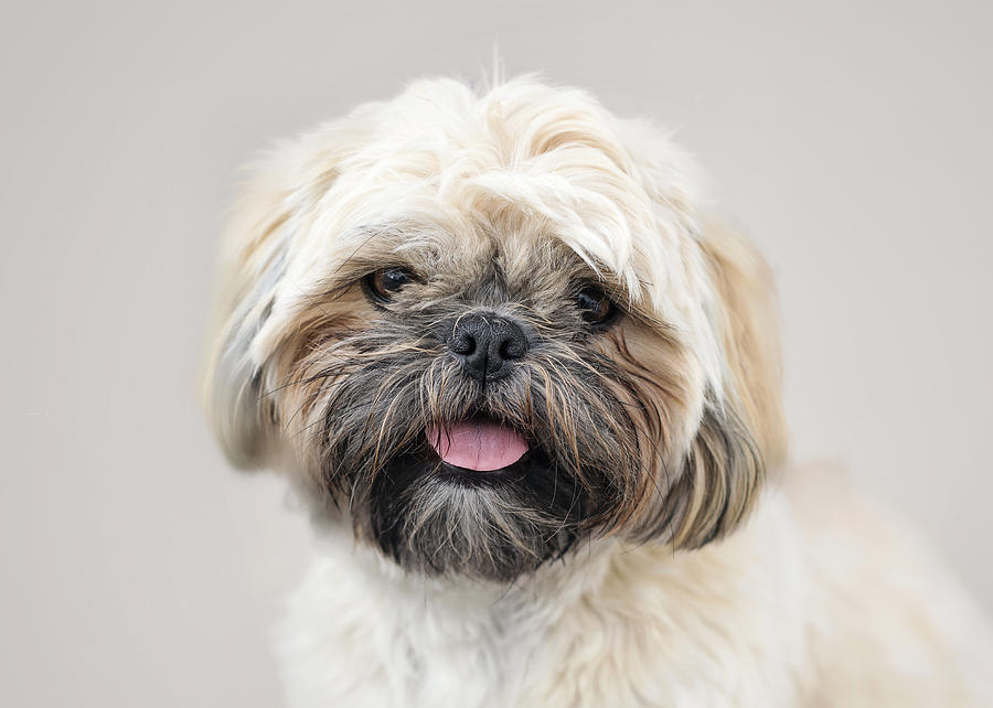 Shih Tzu Dog Face Pet Portrait Photograph by Fiona McAllister Photography