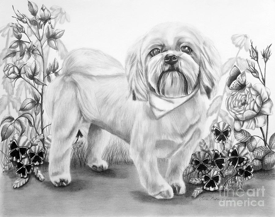 Shih Tzu in Black and White Drawing by Lena Auxier