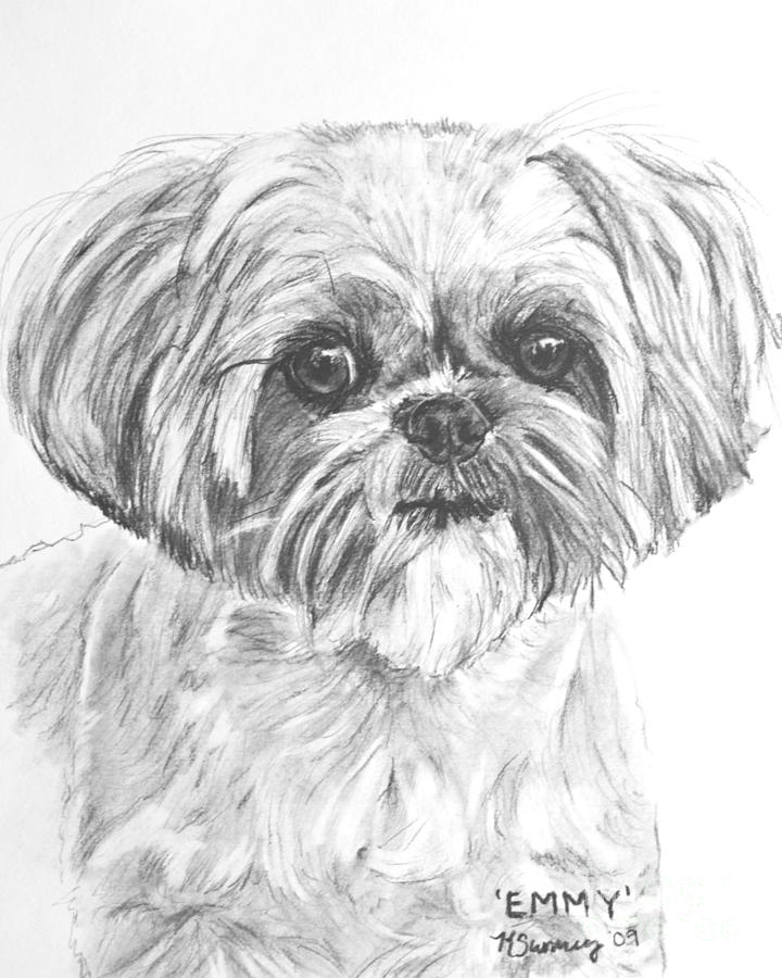 Shih Tzu Portrait in Charcoal Drawing by Kate Sumners