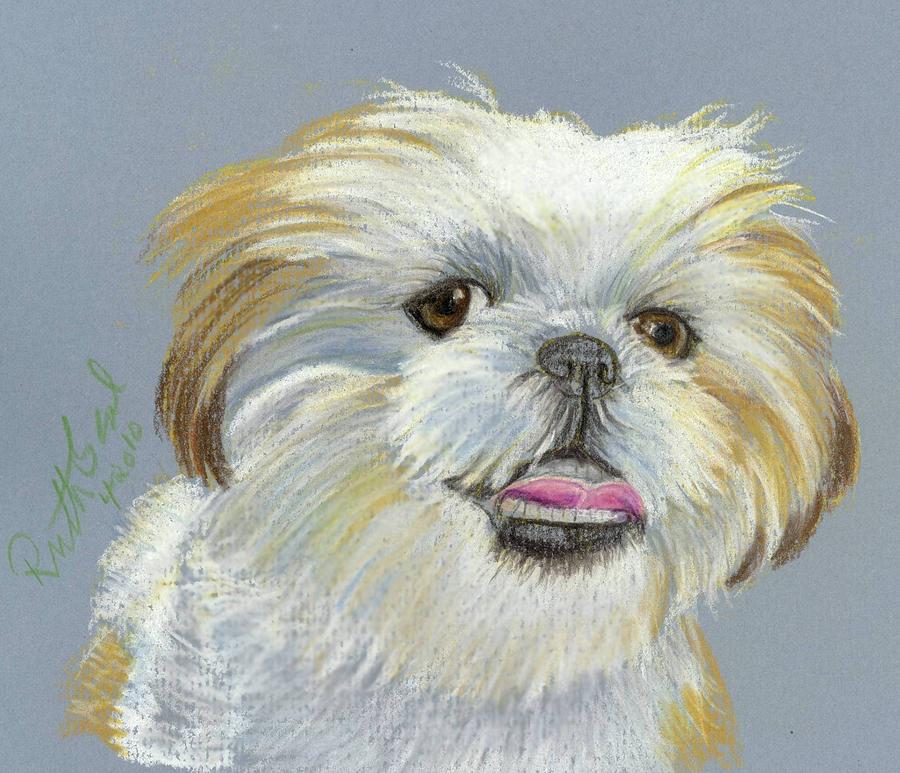 Animal Painting - Shih Tzu by Ruth Seal
