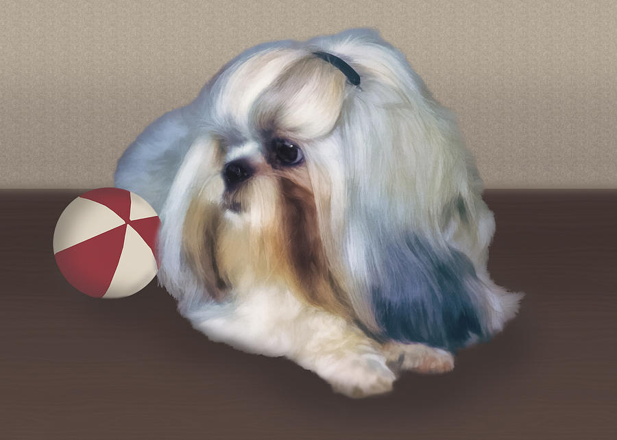 Dog Photograph - Shih Tzu with Ball by Delores Knowles