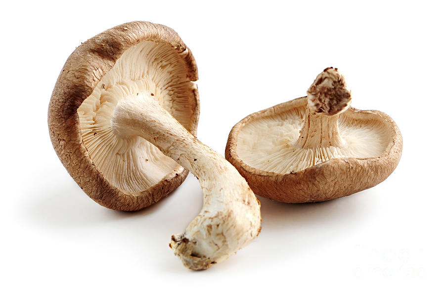 Shiitake mushrooms 2 Photograph by Elena Elisseeva