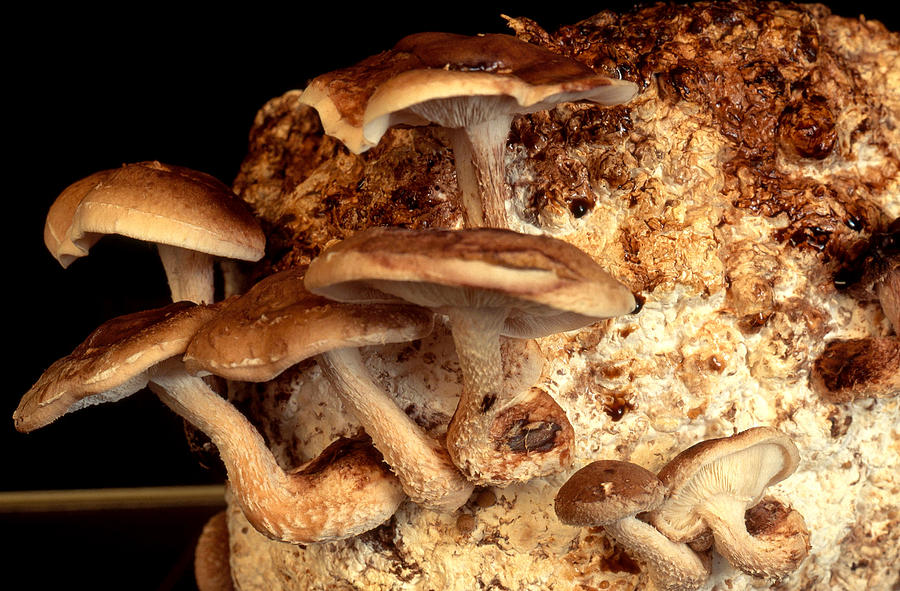 Shiitake Mushrooms Photograph by Richard L. Carlton