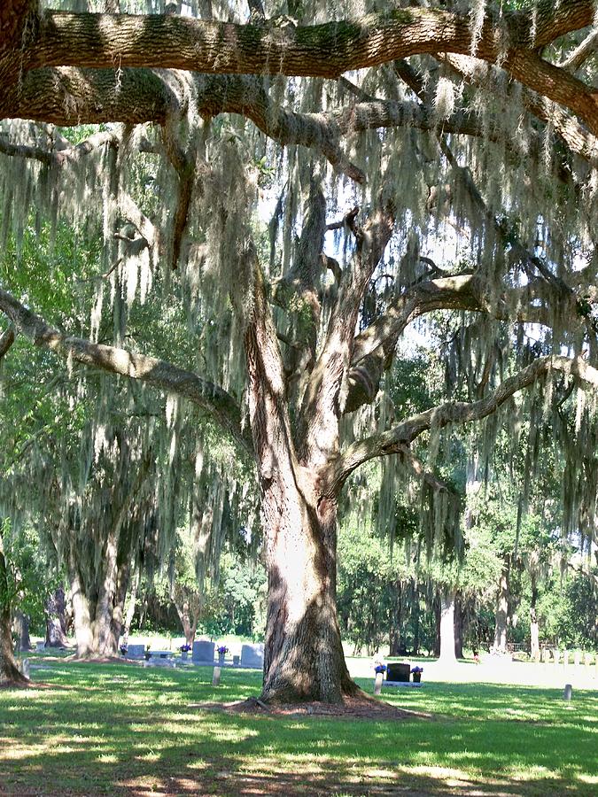 Landscape Photograph - Shiloh Cemetery Plant City Florida by Lisa Travis