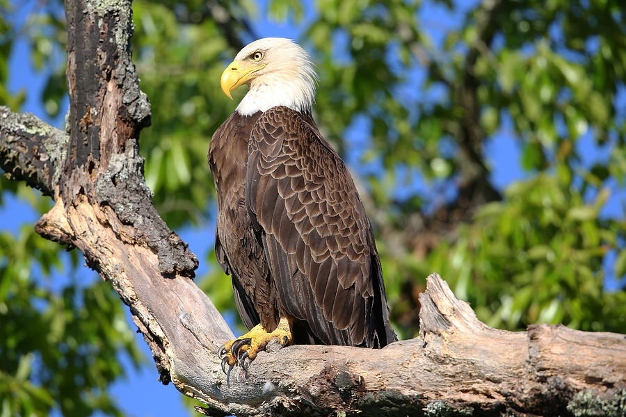 Shiloh Tennessee Bald Eagle Photograph by Tony Alonso - Fine Art America