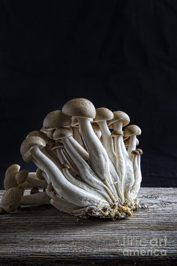 Nature Photograph - Shimeji mushroom by Elena Nosyreva