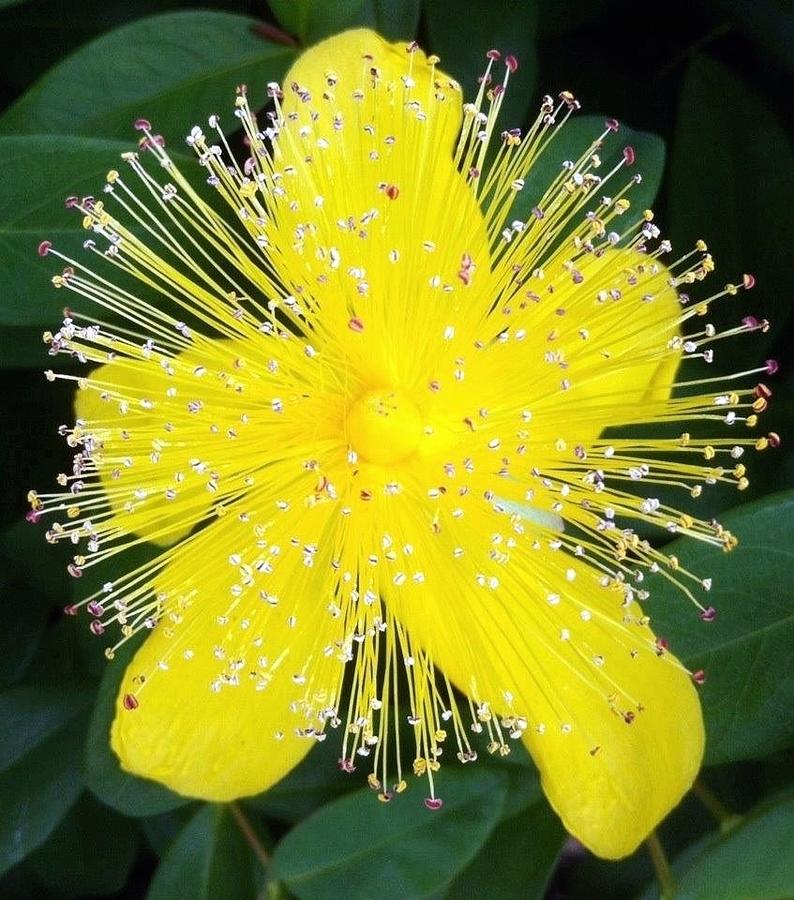 Shimmer Yellow Flower Photograph by Susan Garren