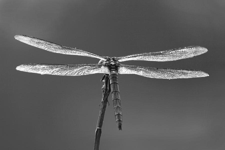 Shimmering Dragonfly By-plane Photograph by Kathy Clark