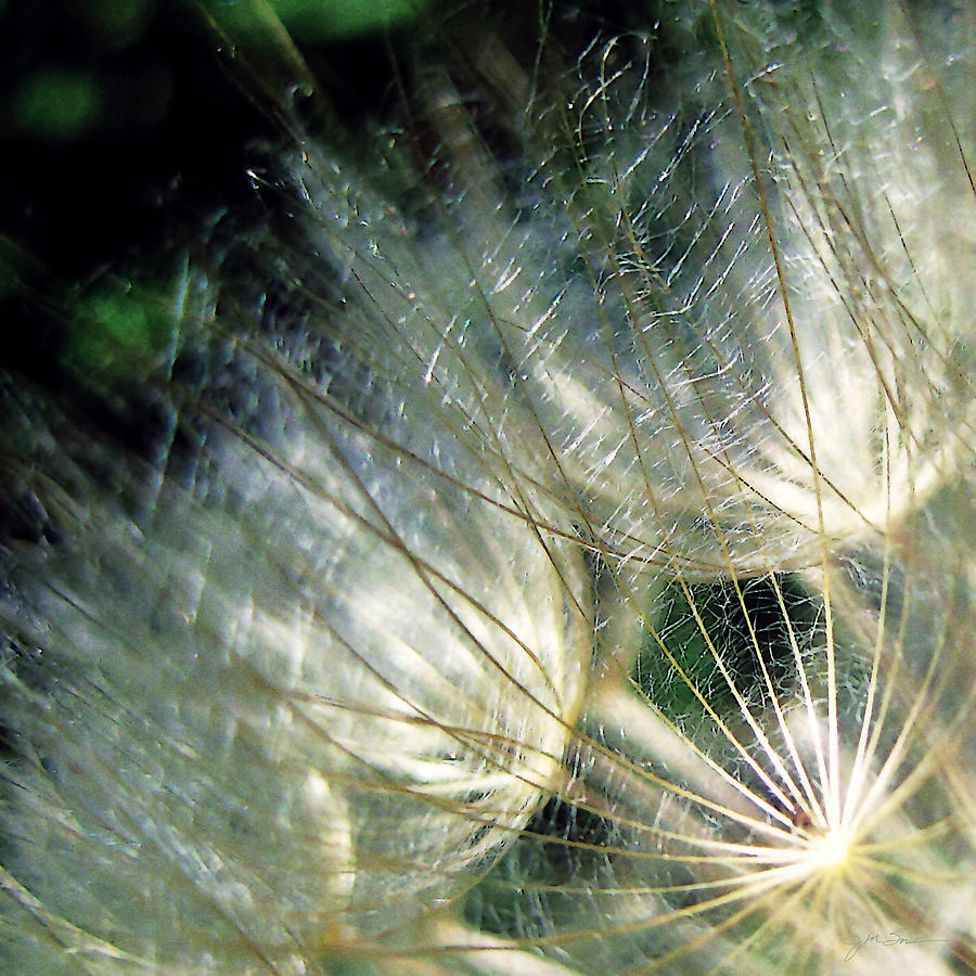 Fall Photograph - Shimmering Golden Dandelion Macro by Julie Magers Soulen