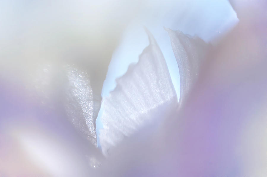 Iris Photograph - Shimmering Light. Iris Series by Jenny Rainbow