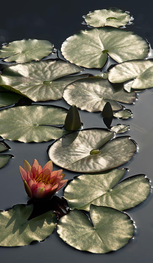 Shimmering Lily Pads Photograph by Leda Robertson