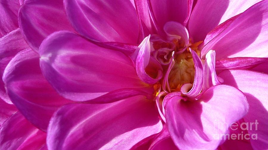 Shimmering Pink Dahlia Flower Photograph by Susan Garren