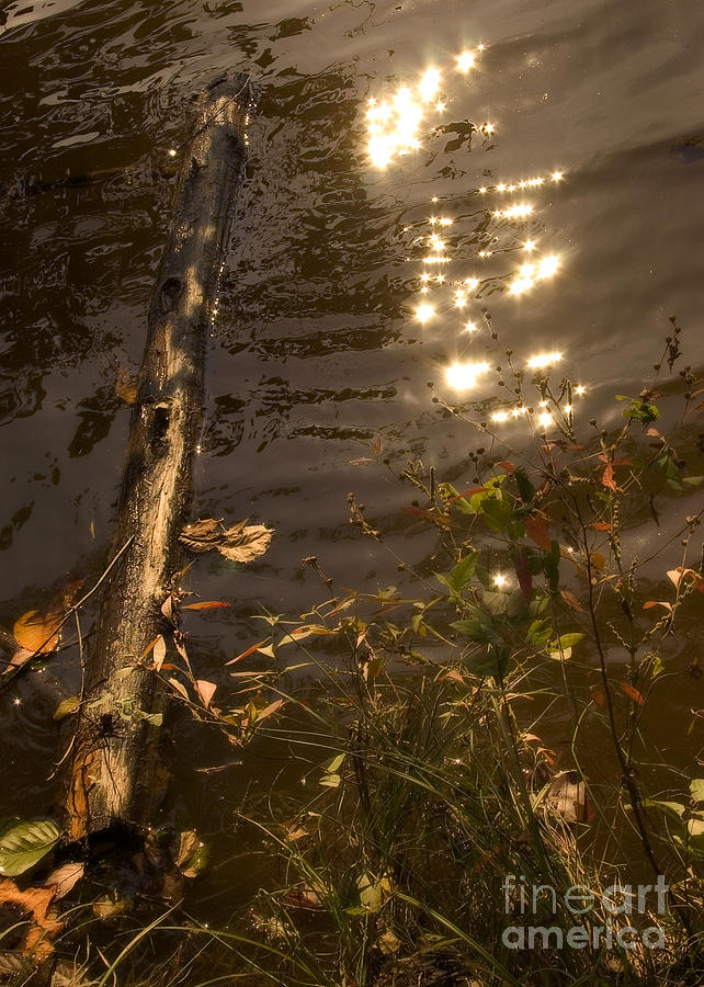 Fall Photograph - Shimmering Sunlight by Jonathan Welch