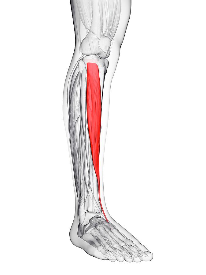 muscles in your shin