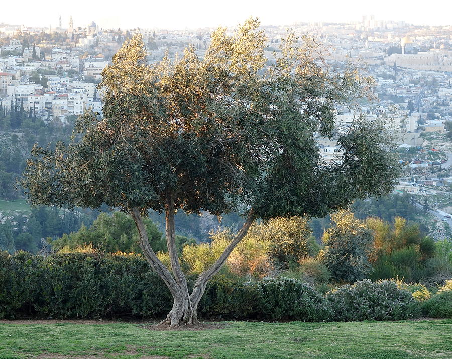 Shin Olive tree over Jerusalem Photograph by Rita Adams