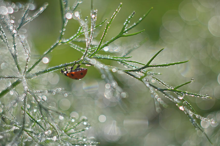 Ladybug Photograph - Shine Of Morning Bokeh by Elena Solovieva