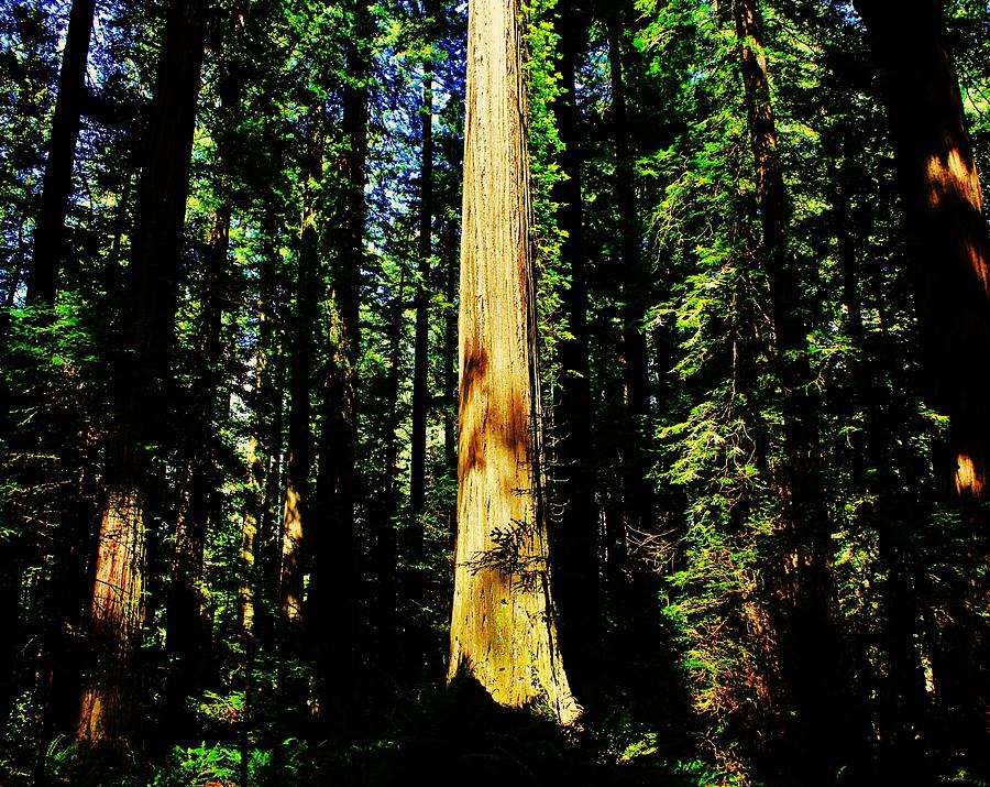 Tree Photograph - Shine On by Benjamin Yeager