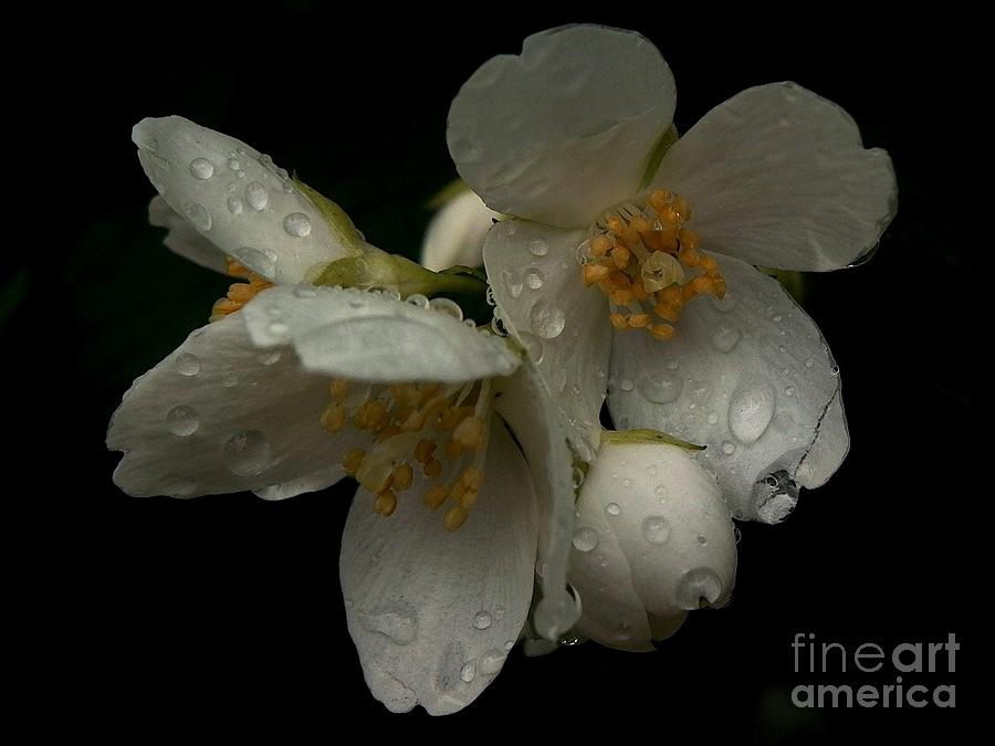 Nature Photograph - Shine On - Delicate by Theresa  Asher