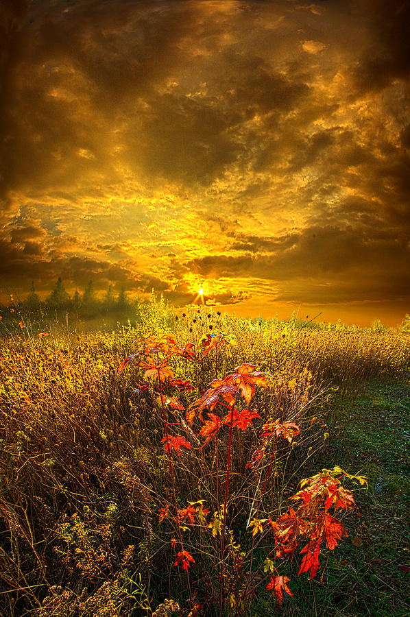 Fall Photograph - Shine Your Light for the World to See by Phil Koch