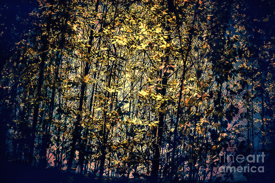 Tree Digital Art - Shine Your Light Through The Forest by Miss Dawn