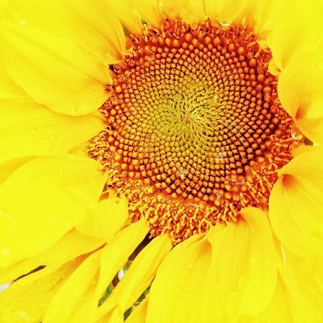 Sunflower Photograph - Shine.
 #girassol #sol #sunflower #sun by Stocker BR