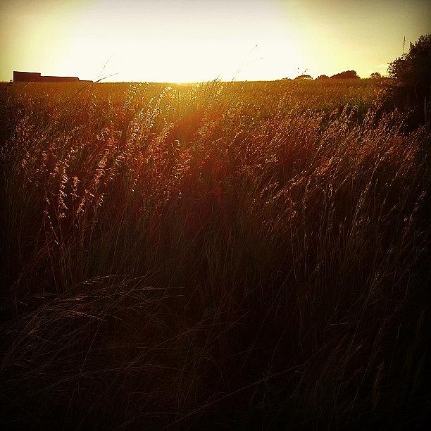 Sunset Photograph - Shiney Golden Grass! Love It!!!🌾💛 by Joyks Rickards