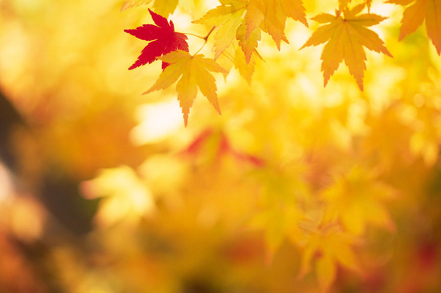 Shining Autumn Leaves Photograph by Ooyoo