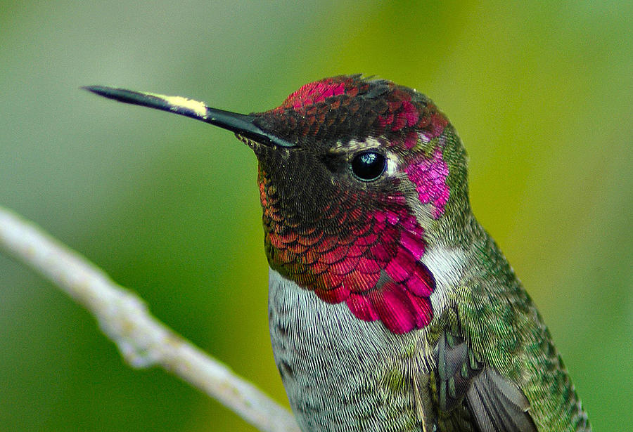 Hummingbird Photograph - Shining Brightly by Lynn Bauer
