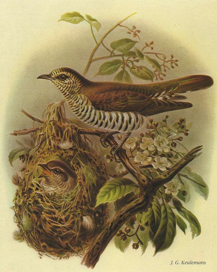 John James Audubon Painting - Shining Cuckoo by Dreyer Wildlife Print Collections 