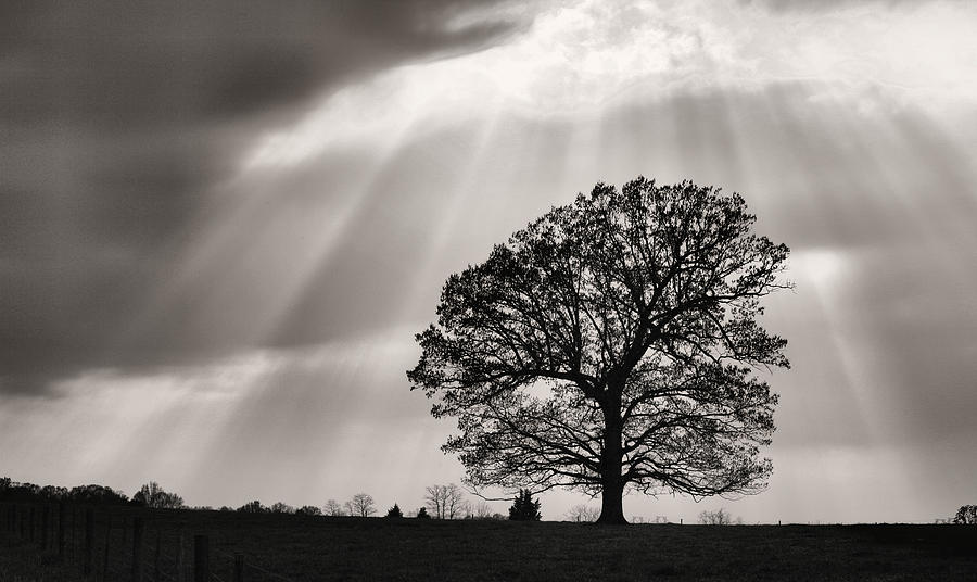 Tree Photograph - Shining Down by JC Findley