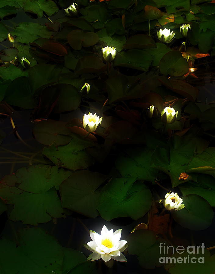 White Waterlily Lamps Photograph by Nina Ficur Feenan
