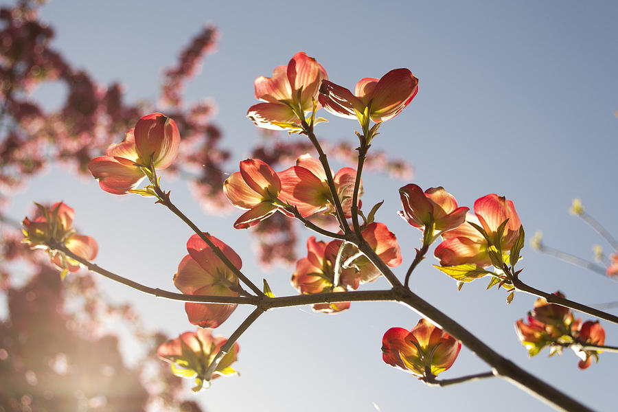 Flower Photograph - Shining in The Sun by Jatin Thakkar