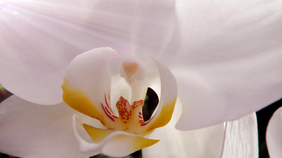 Then Shining Orchid Photograph by Xueyin Chen