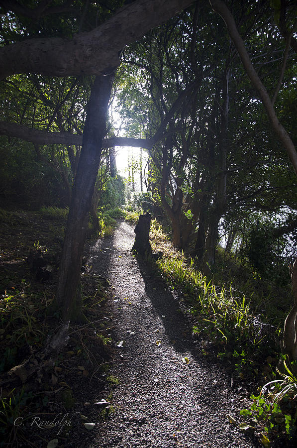 Shining Pathway Photograph by Cheri Randolph