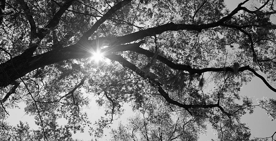 Shining Through Photograph by Beth Harcek - Fine Art America