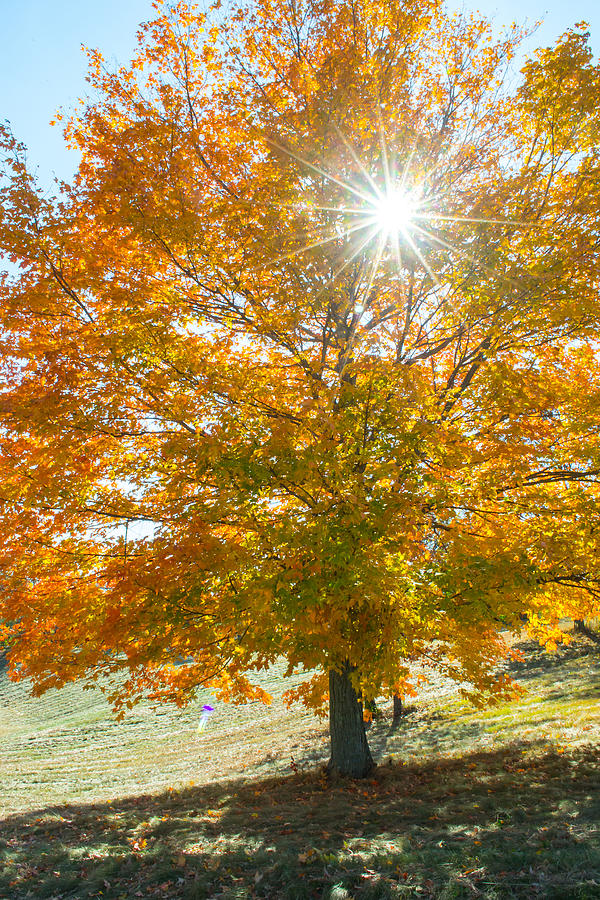 Fall Photograph - Shining Through by Jatin Thakkar