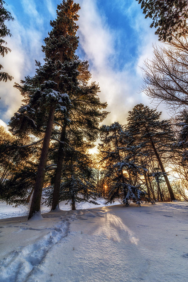 Winter Photograph - Shining Through by Mark Papke